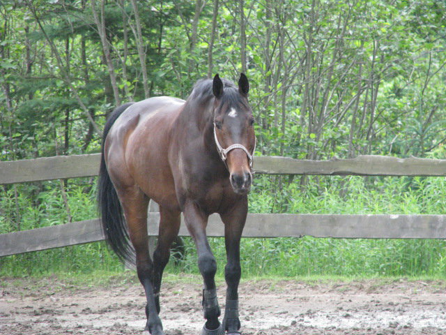 Cheval à placer