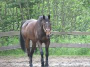 Cheval à placer