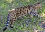 Chaton bengal prêt pour noël!