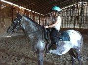 Appaloosa de 14 ans
