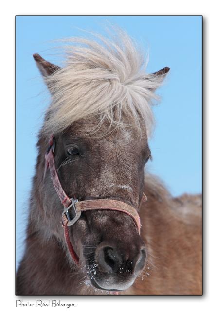 poney shetland