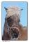 poney shetland