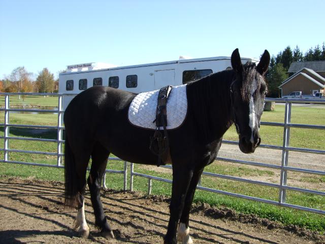 Pouliche 2 ans et demi. DrumHorse/Hackney