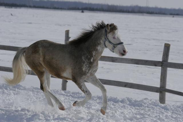 médium poney