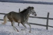 médium poney