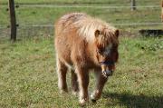 Mini shetland PP