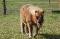 Mini shetland PP