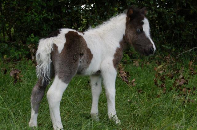Elevage de poneys Shetlands