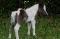 Elevage de poneys Shetlands