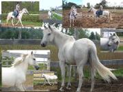 Poney arabe croise 13,1