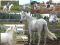 Poney arabe croise 13,1