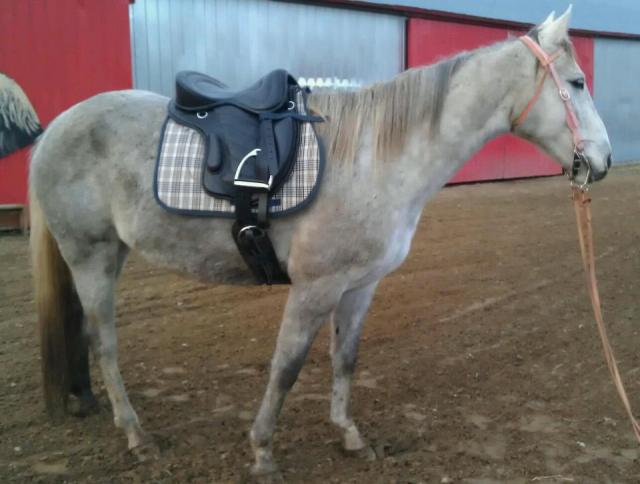 jument standarbred 6ans