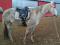jument standarbred 6ans