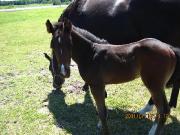 Poulain a vendre 
