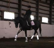 Royal Destiny - Jument 5 ans Hannovrian / Dutch...