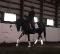 Royal Destiny - Jument 5 ans Hannovrian / Dutch...