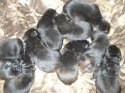 chiots prets pour noel!!