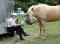 SHOWS : bien comprendre la PERFORMANCE WESTERN &...