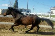 Jument QuaterHorse/Standardbred