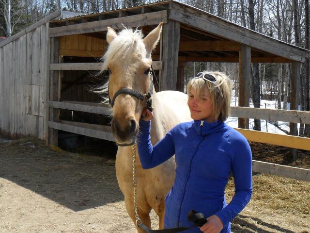 Q-H palomino a vendre baie-comeau