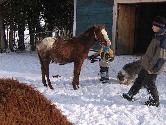 Poulain american bashkir curly