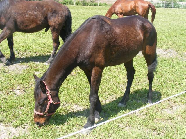 Jument Standardbred à vendre