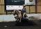 Tommy Tag San (Étalon de Reining)