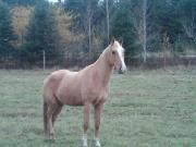 Guelding Palomino 4 ans 