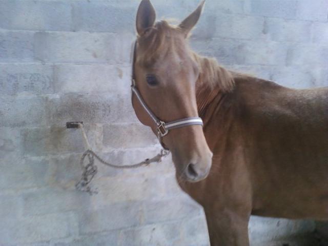 Ma ponette avance lorsque je monte.