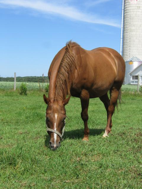 Jument quater horse