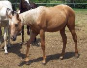 poulain quartes horse palomino baril