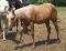 poulain quartes horse palomino baril