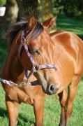 pouliche paint horse solide