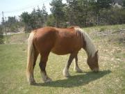 cheval contoise à vendre