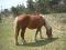 cheval contoise à vendre