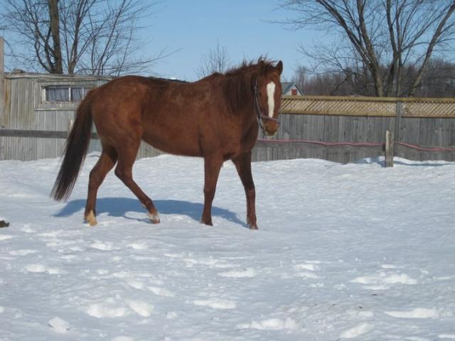 qh