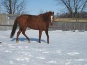 qh