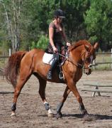 Cheval selle français PP