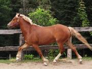 Ponette de saut a vendre. Peut faire...