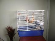 2 petites rats a Vendre