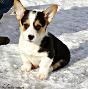 Corgis prêts à partir