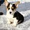 Corgis prêts à partir