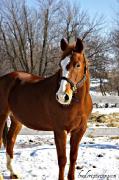 Gelding Quarter Horse