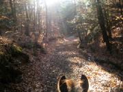 Randonnées en sentier boisée!!
