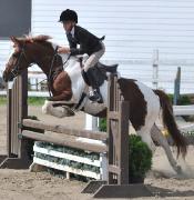Medium Poney