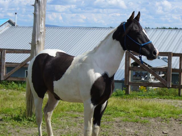 Saillie d'étalon reproducteur paint black tobiano enr.