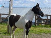 Saillie d'étalon reproducteur paint black tobiano...
