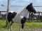 Saillie d'étalon reproducteur paint black tobiano...