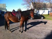 Recherche Demi-pensionnaire
