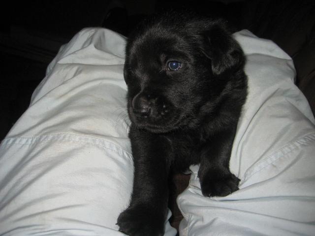 Labrador X Golden